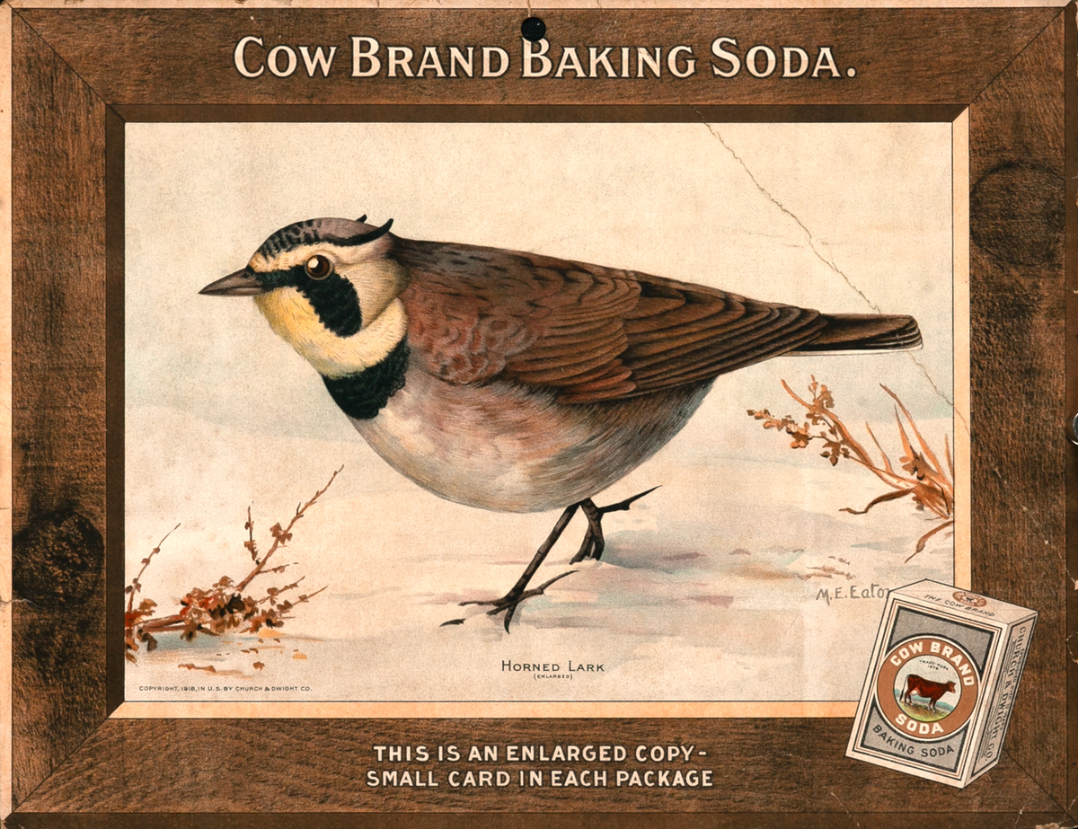 Cow Brand Baking Soda, Original Advertising Poster, Horned Lark