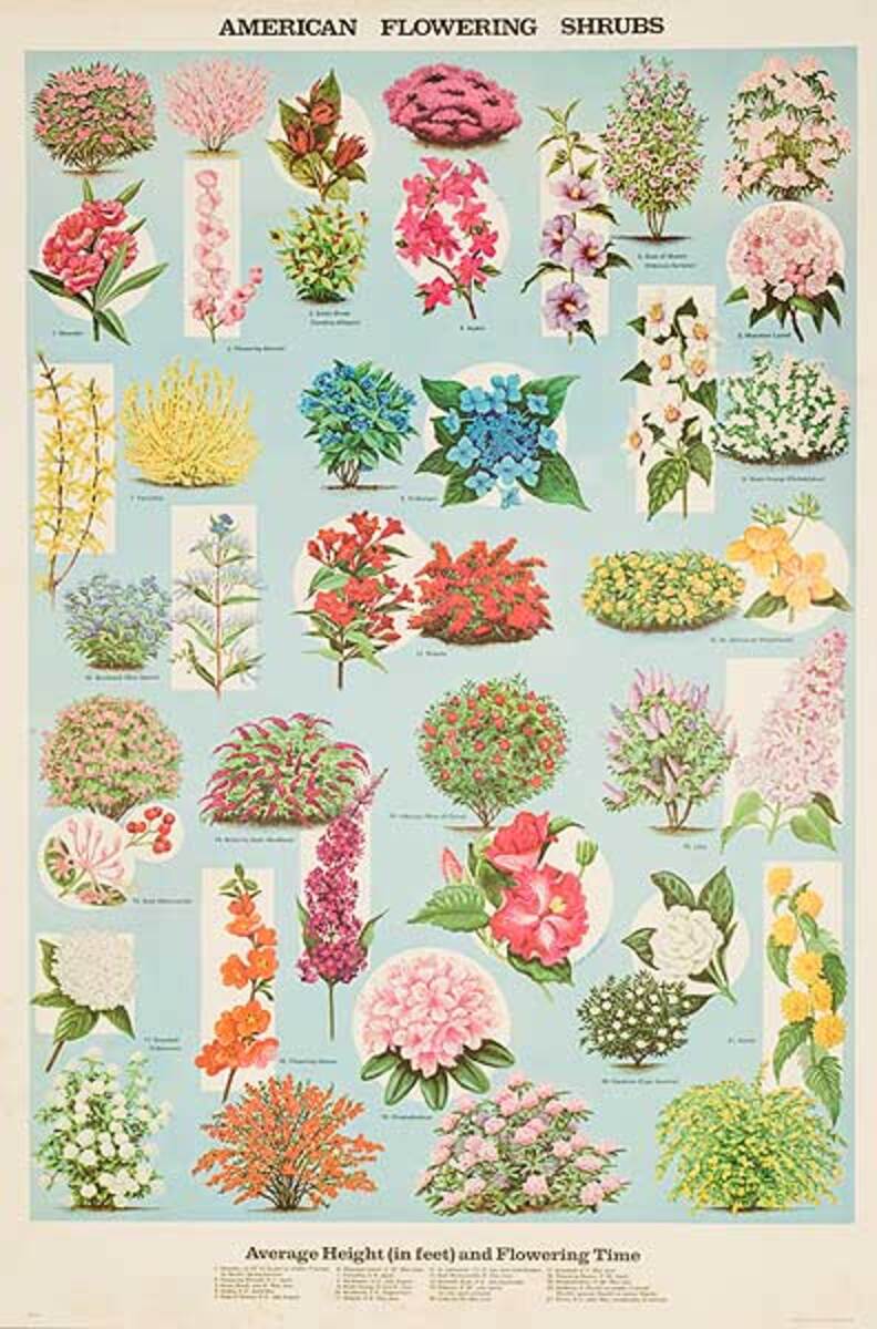 American Flowering Shrubs Original Education Poster