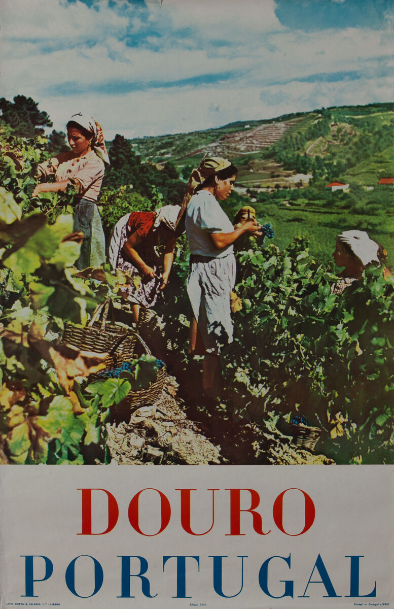 Douro Portugal Grape Picking Photo