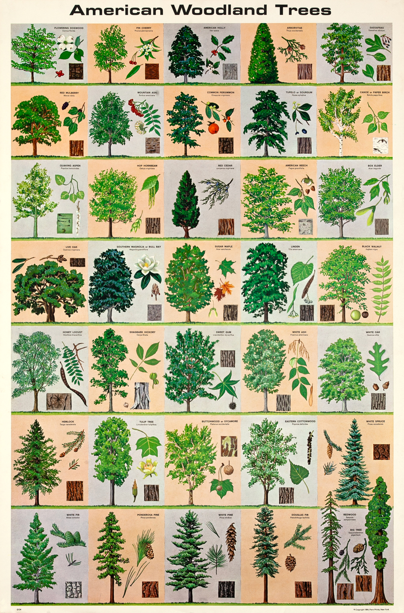 American Wood Tree Educational Poster