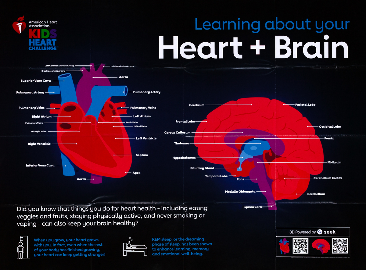 American Heart Association Kids Heart Challenge Heart + Brain