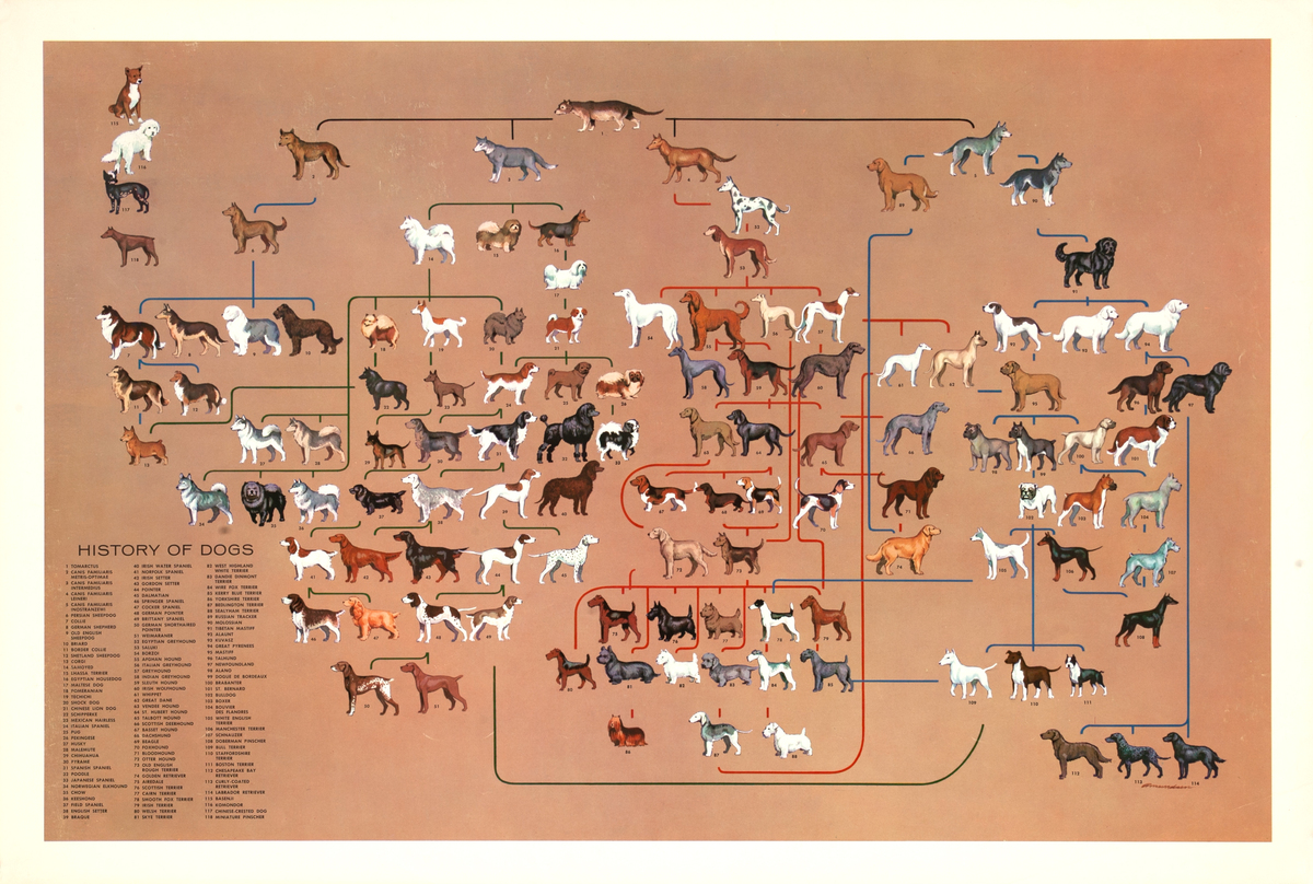 History of Dogs Original Education Poster