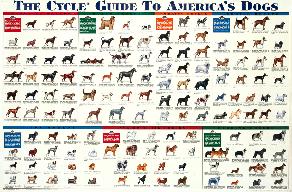 The Cycle Guide to America's Dogs Original Education Poster